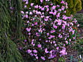 Rhododendron Praecox IMG_5252 Różanecznik